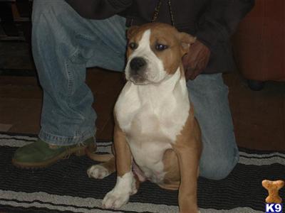 Puppies in NY
